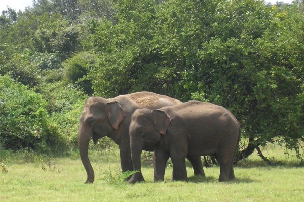 Angamedilla