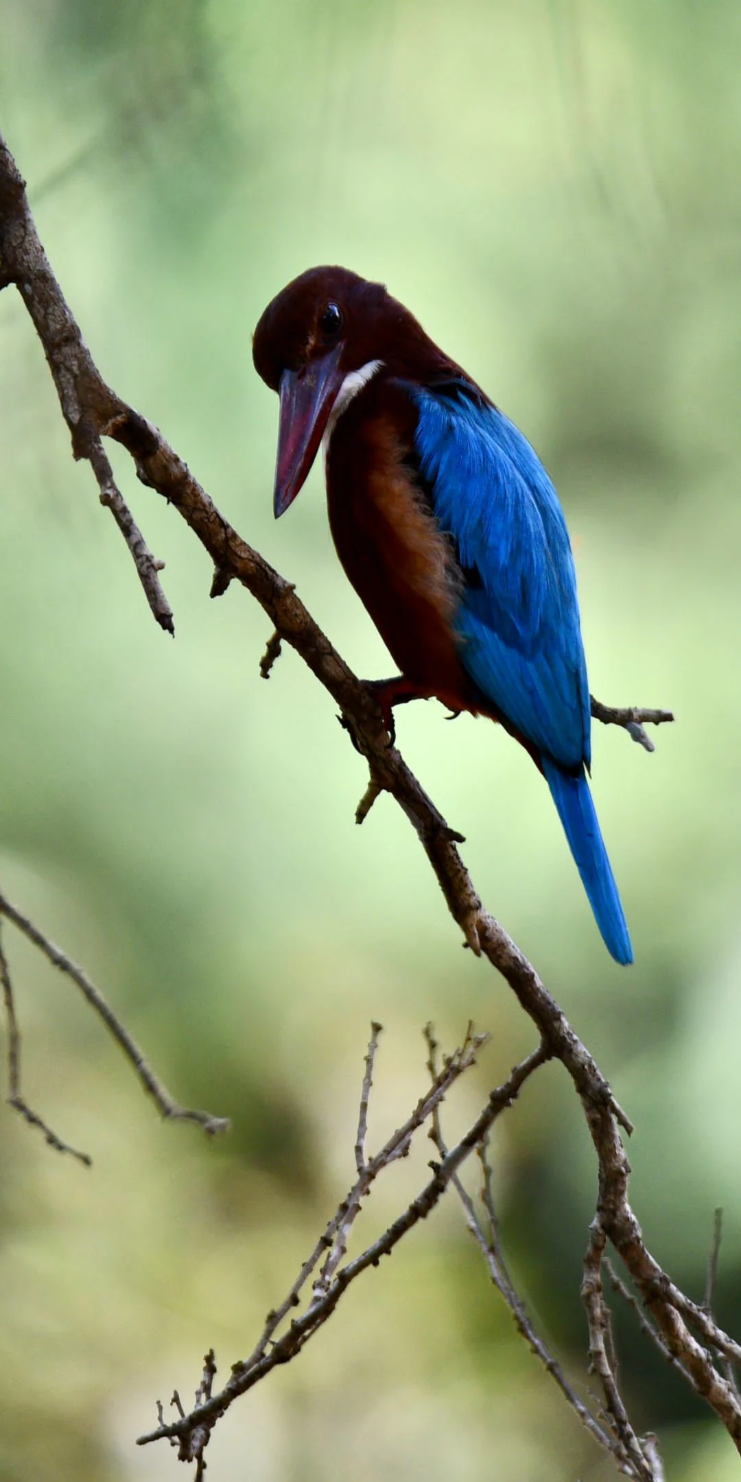 Sri Lanka Tour 1