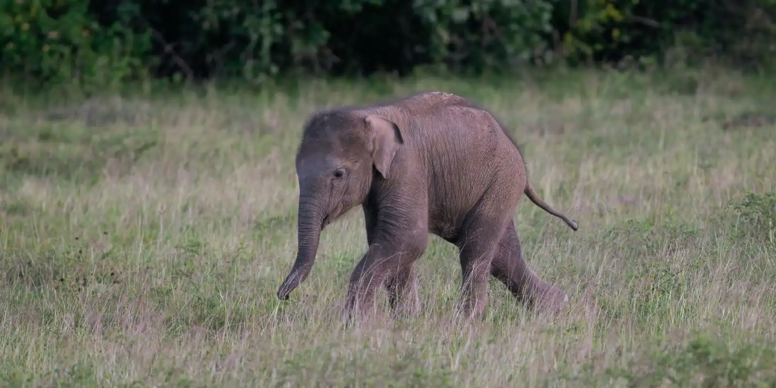 Sri Lanka Tour 18