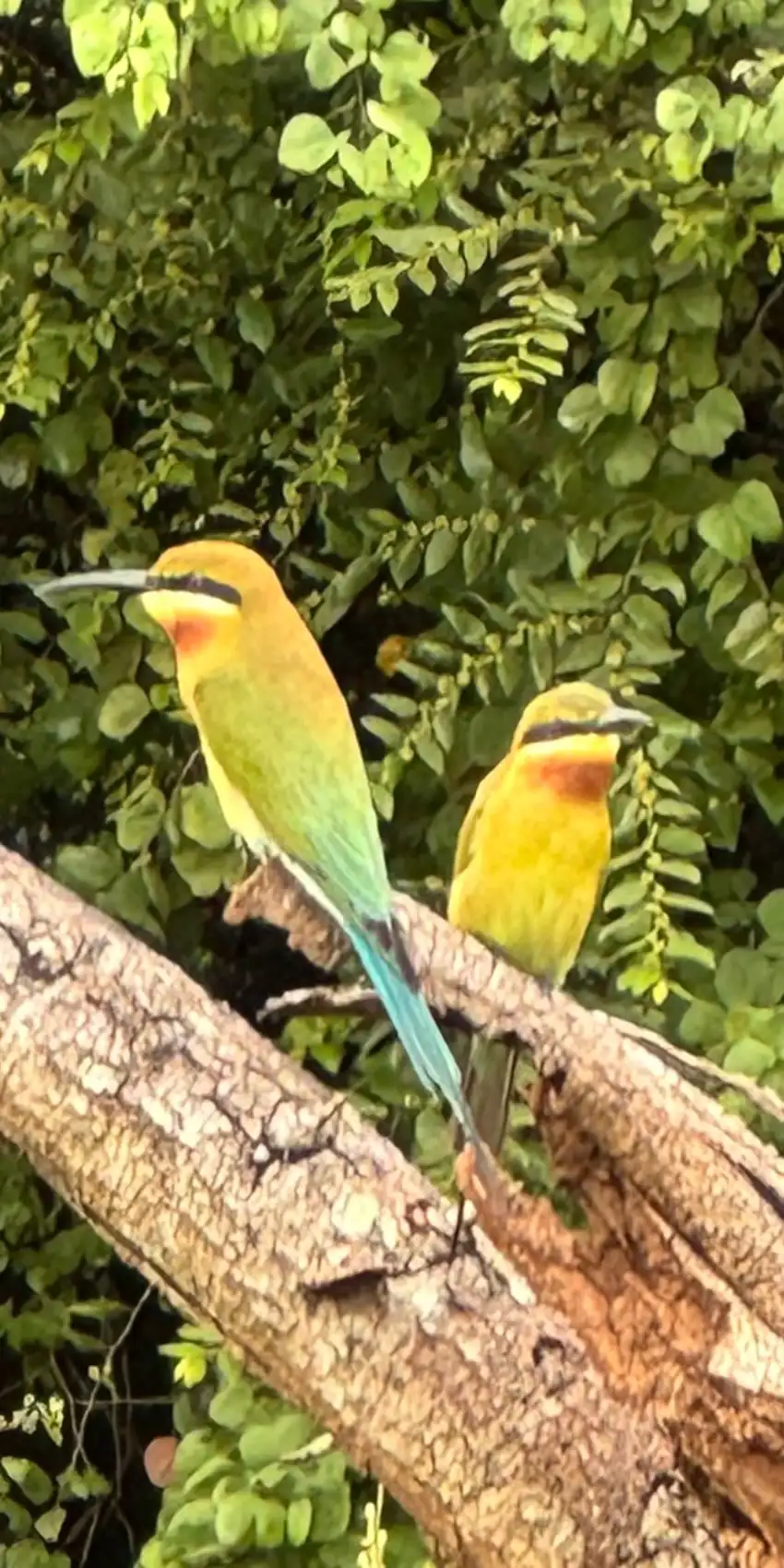 Sri Lanka Tour 7