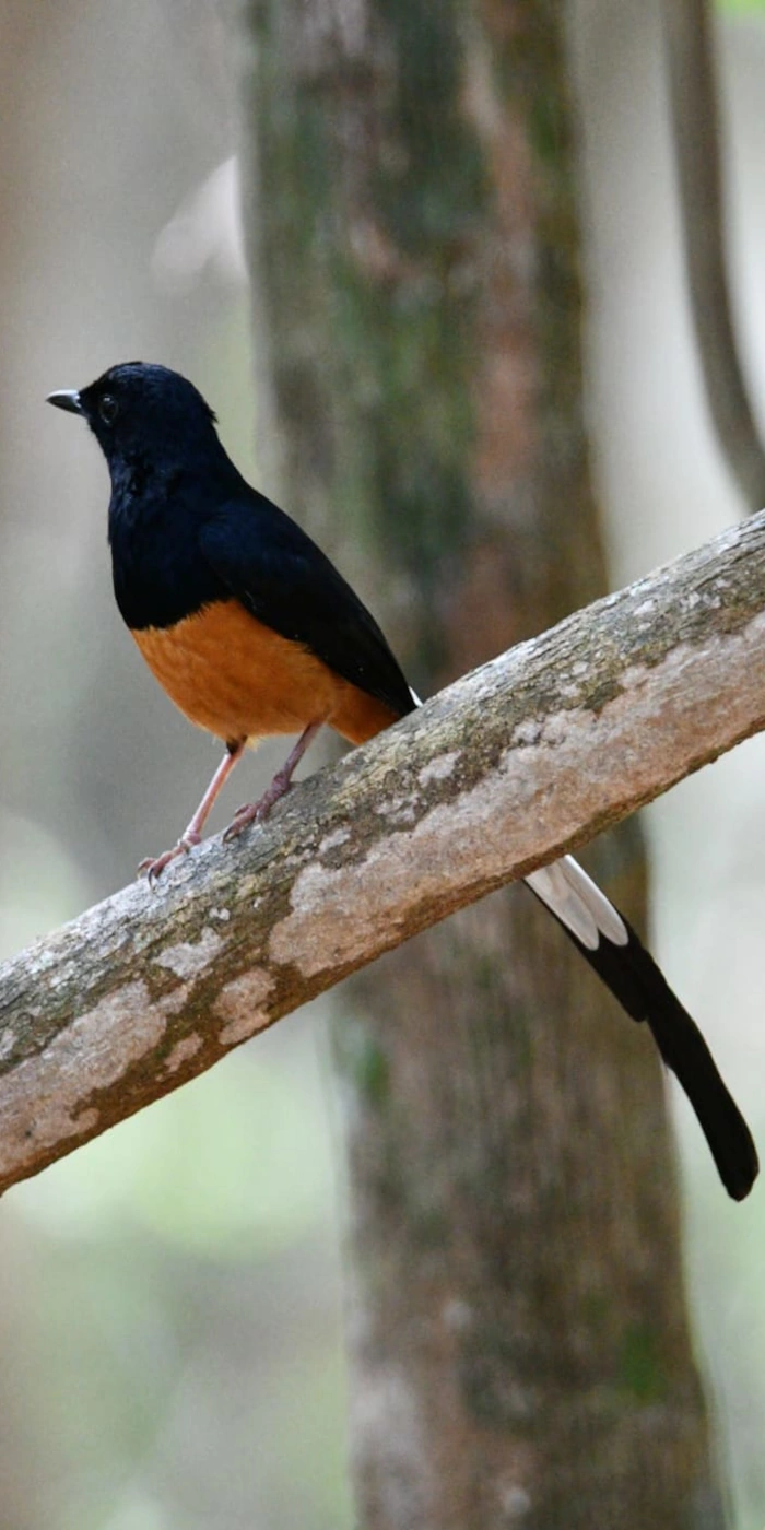 Sri Lanka Tour 8