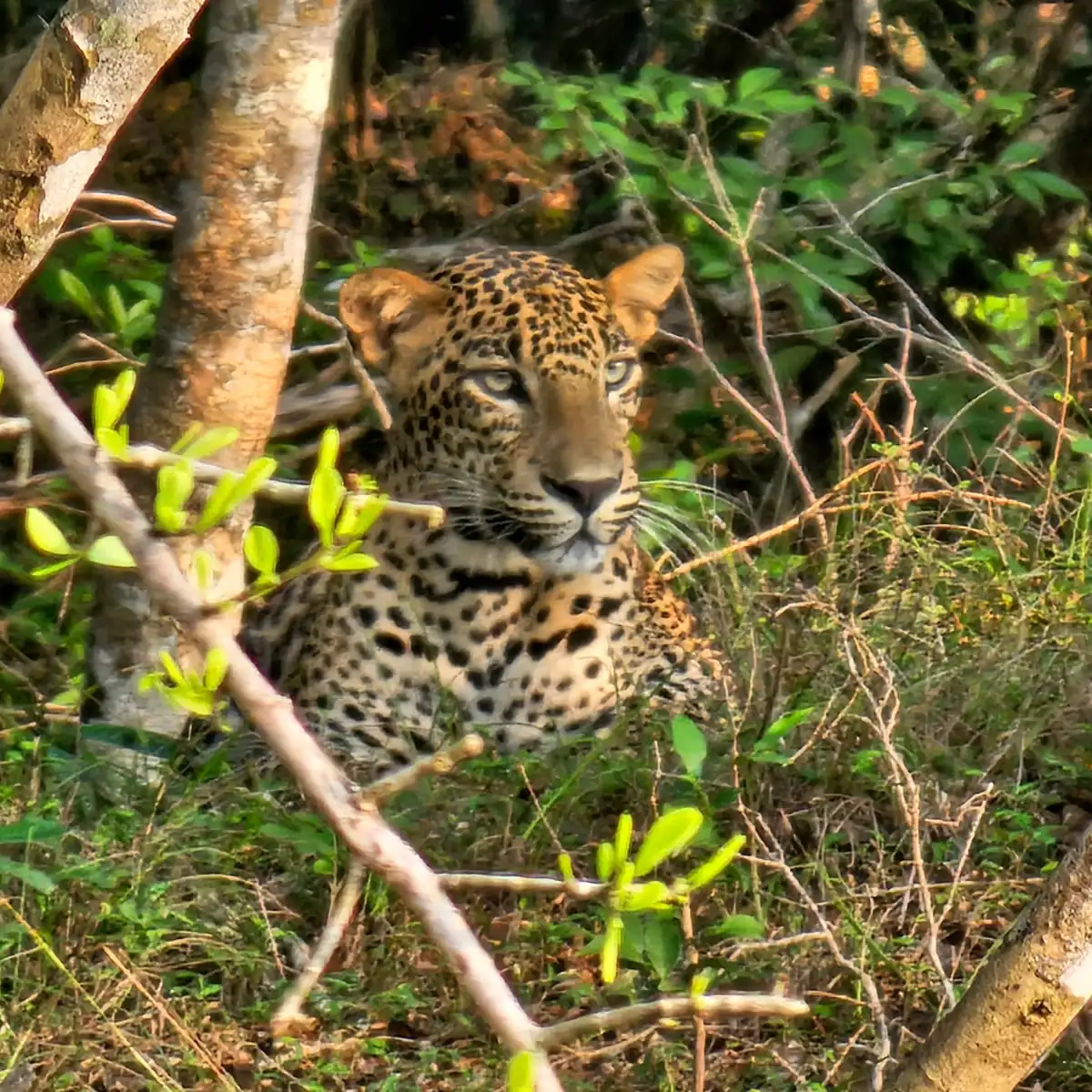 Sri Lanka Tour 63
