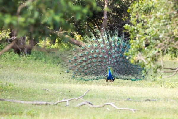 Lahugala National Park 